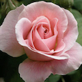 Therese Symbol is the Rose